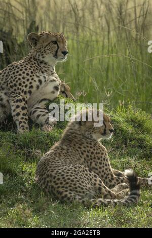 Cheetah (Acinonyx jubatus) and two cubs lie on mound, Maasai Mara National Reserve; Narok, Masai Mara, Kenya Stock Photo