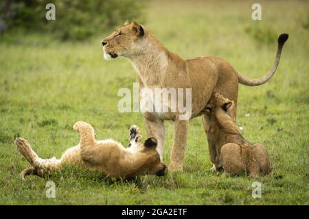 Lioness (Panthera leo leo) stands by playful cubs on grass, Maasai Mara National Reserve; Narok, Masai Mara, Kenya Stock Photo