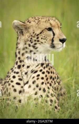 Close-up of cheetah (Acinonyx jubatus) lying down with face turned, Maasai Mara National Reserve; Narok, Masai Mara, Kenya Stock Photo