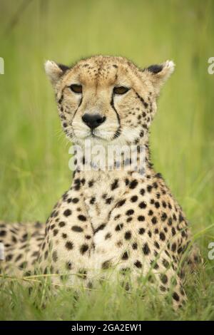 Close-up of cheetah (Acinonyx jubatus) lying down staring into the distance, Maasai Mara National Reserve; Narok, Masai Mara, Kenya Stock Photo