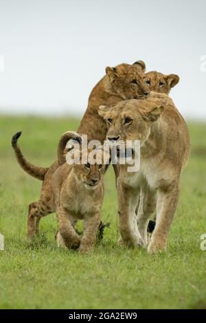 Cubs attack lioness (Panthera leo leo) walking on grassy plain, Maasai Mara National Reserve; Narok, Masai Mara, Kenya Stock Photo