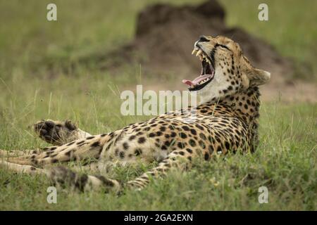 Close-up of cheetah (Acinonyx jubatus) lying down and yawning near mound, Maasai Mara National Reserve; Narok, Masai Mara, Kenya Stock Photo
