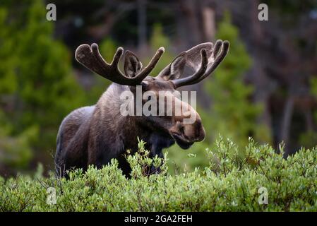 A moose (Alces alces) stands by lush foliage in the Rocky Mountains; Colorado, United States of America Stock Photo
