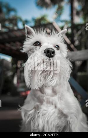 Portrait of a white Scottish Terrier dog Stock Photo