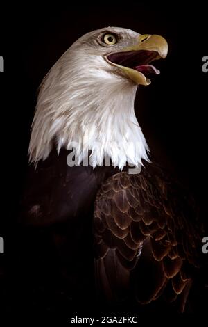 A Bald eagle (Haliaeetus leucocephalus) with mouth open and tongue out on a black background; Nebraska, United States of America Stock Photo