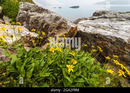 Yellow wildflowers bloom on the edge of Lake O'Hara in Yoho National Park; British Columbia, Canada Stock Photo