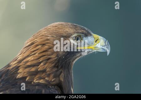 Golden eagle (Aquila chrysaetos) portrait, Bohemian Forest; Czech Republic Stock Photo