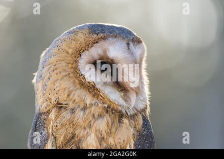 Barn owl (Tyto alba) portrait, Bohemian Forest; Czech Republic Stock Photo