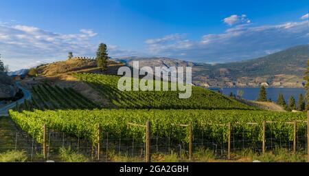 Lush, organic vineyard on the slopes of the Sage Hill Winery overlooking the Okanagan Lake; Summerland, British Columbia, Canada Stock Photo