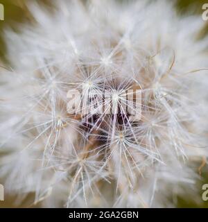 Extreme close-up of a dandelion seedhead; Langley, British Columbia, Canada Stock Photo
