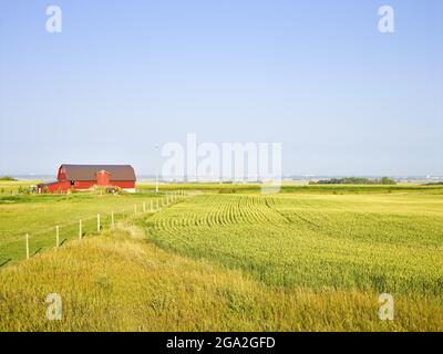 Red barn standing out against the green fields of grain crops with a blue sky; Saskatoon, Saskatchewan, Canada Stock Photo