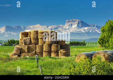 Covered hay rolls next to a stack of square hay bales in a grassy field with a blue sky and the Rocky Mountains in the distance Stock Photo