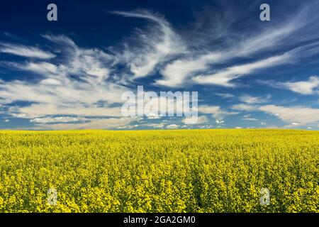 Flowering canola field with wispy white clouds and blue sky; East of Calgary, Alberta, Canada Stock Photo