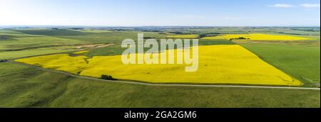 Aerial view of a country road crossing flowering canola fields that are standing out next to green fields under a blue sky Stock Photo