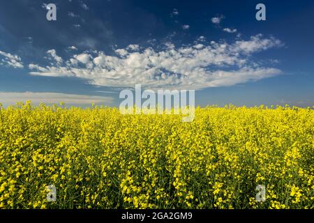 Flowering canola field with white clouds and blue sky; West of Calgary, Alberta, Canada Stock Photo