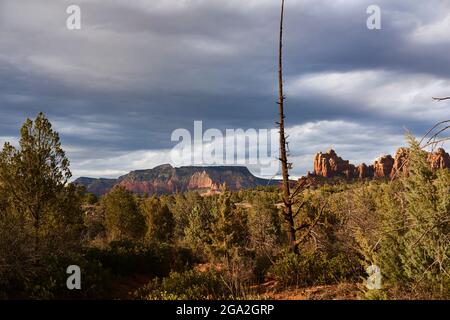 A dead tree in foreground with forest and red rock formations and butte in background with gathering storm clouds Stock Photo