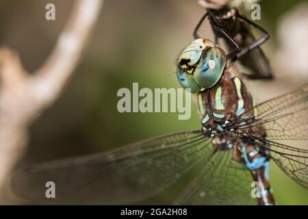 A male Blue-eyed Darner dragonfly perches on a plant in Oregon; Astoria, Oregon, United States of America Stock Photo