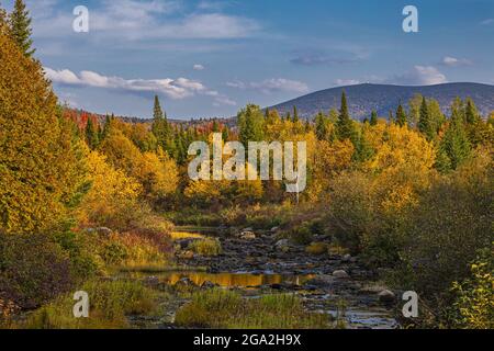 Vibrant autumn colours on the trees surrounding a tranquil stream; Val-Racine, Quebec, Canada Stock Photo