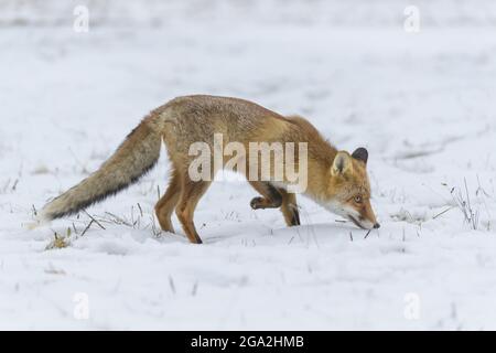 Red Fox (Vulpes vulpes) sniffing the surface of the snow; Europe Stock Photo