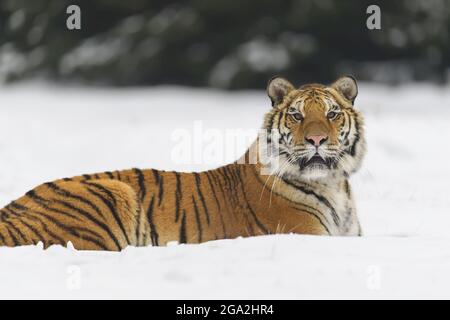 Siberian tiger (Panthera tigris altaica) lying in snow in winter; Czech Republic Stock Photo