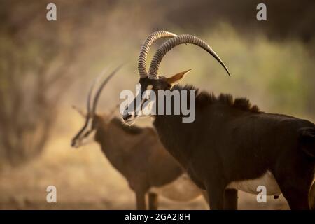 Portrait of two male sable antelope (Hippotragus niger) standing side by side, one eyeing the camera and the other blurred in the background at the... Stock Photo