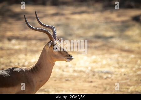 Close-up of male common impala (Aepyceros melampus) showing tongue at the Gabus Game Ranch; Otavi, Otjozondjupa, Namibia Stock Photo