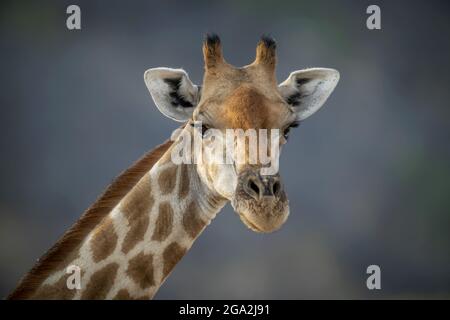 Close-up portrait of a southern giraffe (Giraffa camelopardalis angolensis) against a blue sky and staring at the camera at the Gabus Game Ranch Stock Photo