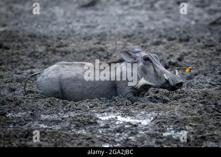 Close-up of a common warthog (Phacochoerus africanus) lying on its stomach in the mud at a waterhole next to a butterfly at the Gabus Game Ranch Stock Photo
