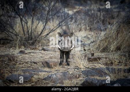 Portrait of a common warthog (Phacochoerus africanus) standing in the bush among rocks and looking at the camera at the Gabus Game Ranch Stock Photo