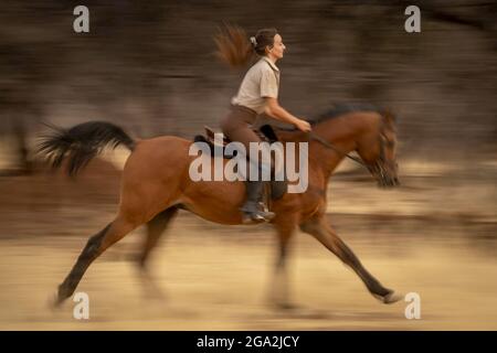 Woman riding horse (Equus ferus caballus) through the woods on the savanna at the Gabus Game Ranch; Otavi, Otjozondjupa, Namibia Stock Photo