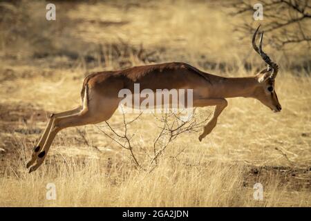 Male common impalas (Aepyceros melampus) jumping over the long grass on the savanna at the Gabus Game Ranch; Otavi, Otjozondjupa, Namibia Stock Photo