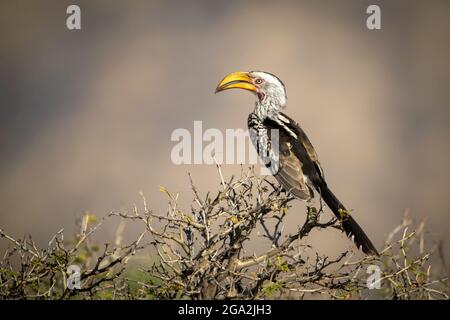 Portrait of a southern yellow-billed hornbill (Tockus leucomelas) perching in profile on a bush. It has mottled black and brown feathers, a white h... Stock Photo