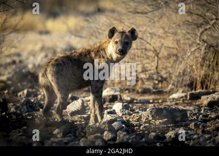 Spotted hyena (Crocuta crocuta) running across the grassland in the sunshine at the Etosha National Park; Otavi, Oshikoto, Namibia