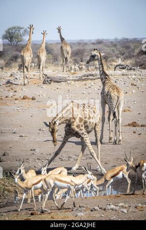 Southern giraffe (Giraffa camelopardalis angolensis) bending down with legs spread apart to drink from a waterhole alongside a group of small antel... Stock Photo