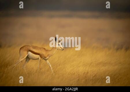 Young springbok (Antidorcas marsupialis) walking through the long grass with plain in the background in the Etosha National Park Stock Photo