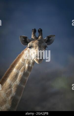 Close-up of head of Southern giraffe (Giraffa giraffa) staring, Gabus Game Ranch; Otavi, Otjozondjupa, Namibia