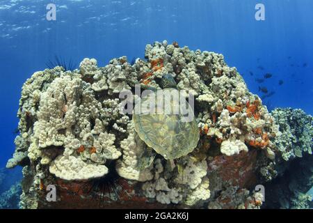 View of the shell back of a Hawaiian green sea turtle (Chelonia mydas) as it swims on the coral on the ocean floor Stock Photo