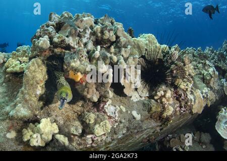 Wide angle view of undulated moray eel (Gymnothorax undulatus) sticking its head out of the coral with its mouth open looking at the camera, next t... Stock Photo