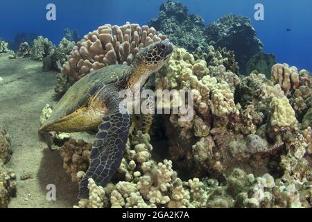 Hawaiian green sea turtle (Chelonia mydas) swimming along the ocean floor beside the coral; Maui, Hawaii, United States of America Stock Photo