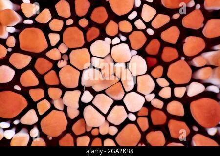 Detail of a red pencil urchin (Heterocentrotus mamillatus) showing a variety of irregularly shaped triangular and octagonal ossicles on the body su... Stock Photo