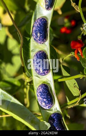Close-up detail of scarlet runner beans (Phaseolus coccineus) inside their pod growing on the vine, Calgary; Alberta, Canada Stock Photo