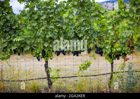 Grapes hanging down from the lush vines in a vineyard along the Lower Bench trail in Naramata; Okanagan Valley, British Columbia, Canada Stock Photo