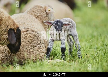 Portrait of a lamb (Ovis aries) standing in a field next to adult sheep and looking at the camera; Bavaria, Germany Stock Photo