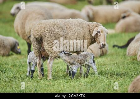 Ewe sheep (Ovis aries) nursing two lambs, standing in a field with other sheep in the background; Bavaria, Germany Stock Photo