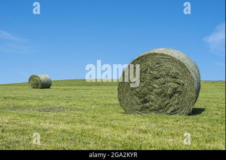 Two large hay rolls on a green, cut meadow with a bright blue sky; Vogelsberg, Hesse, Germany Stock Photo