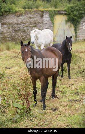 Portrait of horses (Equus ferus caballus) grazing in a field of grass; Letterkenny, County Donegal, Ireland Stock Photo