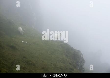 Two mountain sheep (Ovis aries) looking out from the edge, navigate the cloud covered cliffs on a grey, foggy day on the Slieve League along the At... Stock Photo