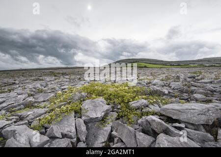 The barren, lunar landscape of limestone found in the Burren National Park with vegetation growing between the rocks and green hills in the distanc... Stock Photo