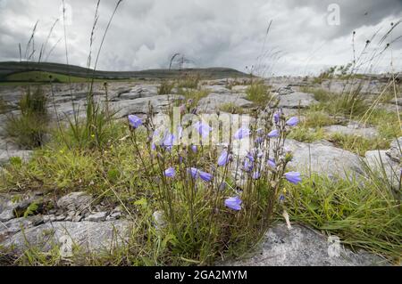 The barren, lunar landscape of limestone found in the Burren National Park with Harebell wildflowers (Campanula rotundifolia) and grassy vegetation... Stock Photo