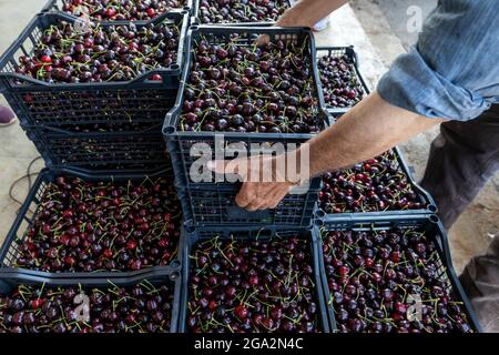 Katerini, Greece - June 4, 2021: Farmer transports red cherries to the agricultural cooperative in Katerini. Fresh organic fruits. Summer harvest. Stock Photo